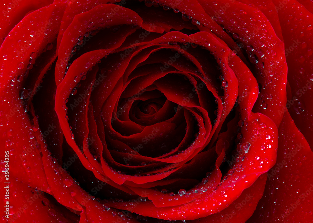 带水滴的红玫瑰