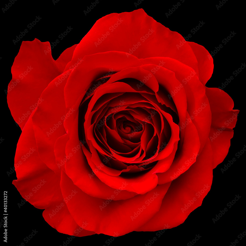 红玫瑰隔离在黑色背景上