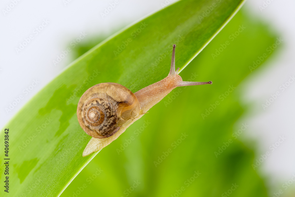garden snail on leaf