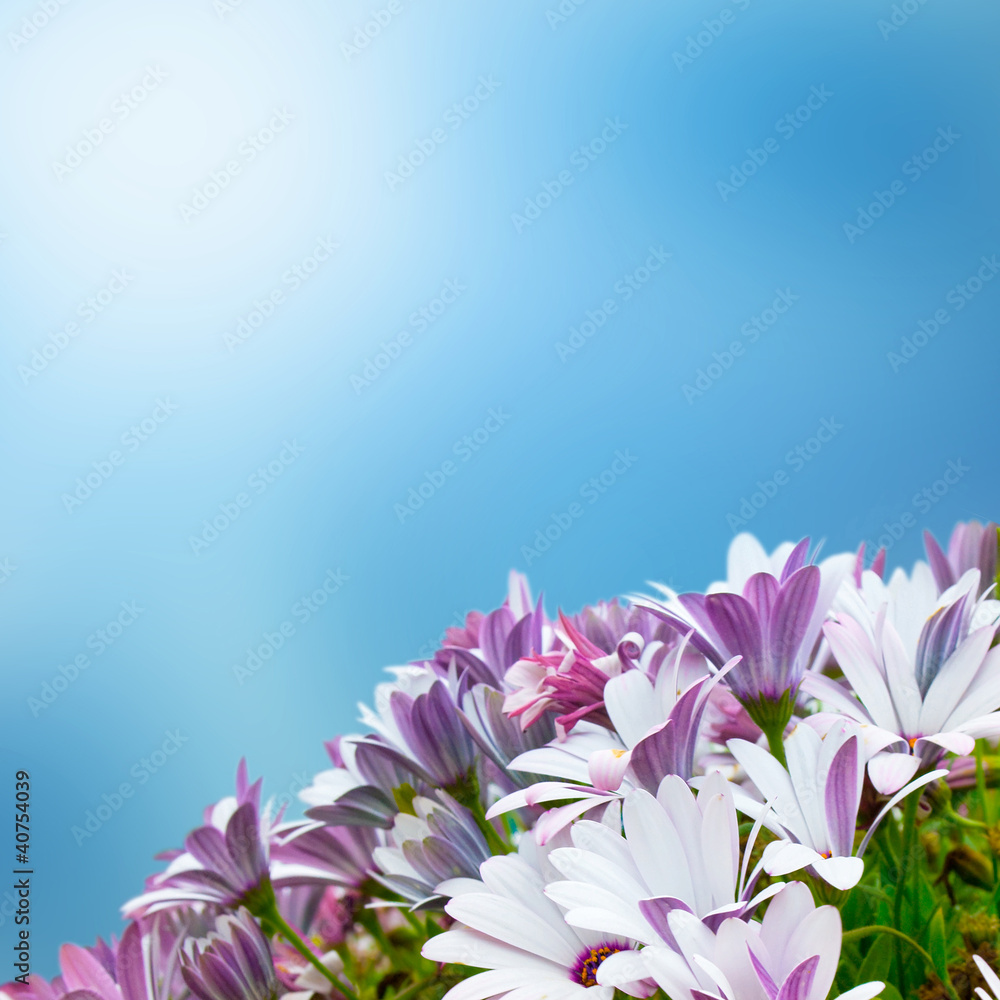 Beautiful purple spring flowers on a blue background