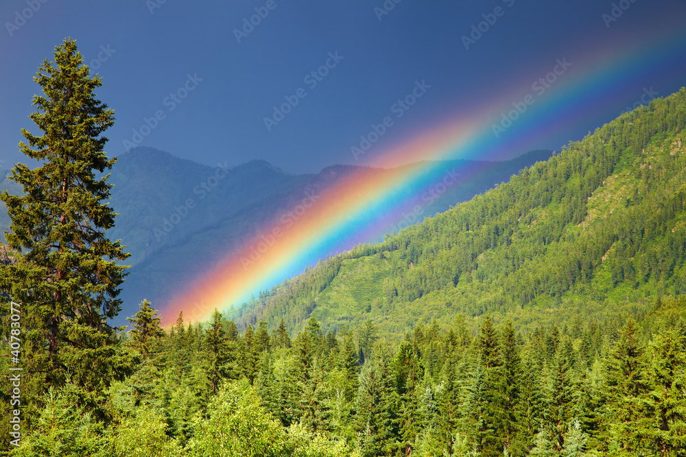 森林上空的彩虹