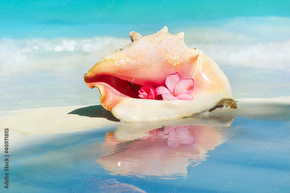 加勒比海海滩沙滩上的海螺壳