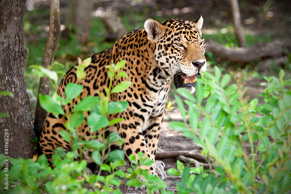 墨西哥尤卡坦野生动物园的美洲豹