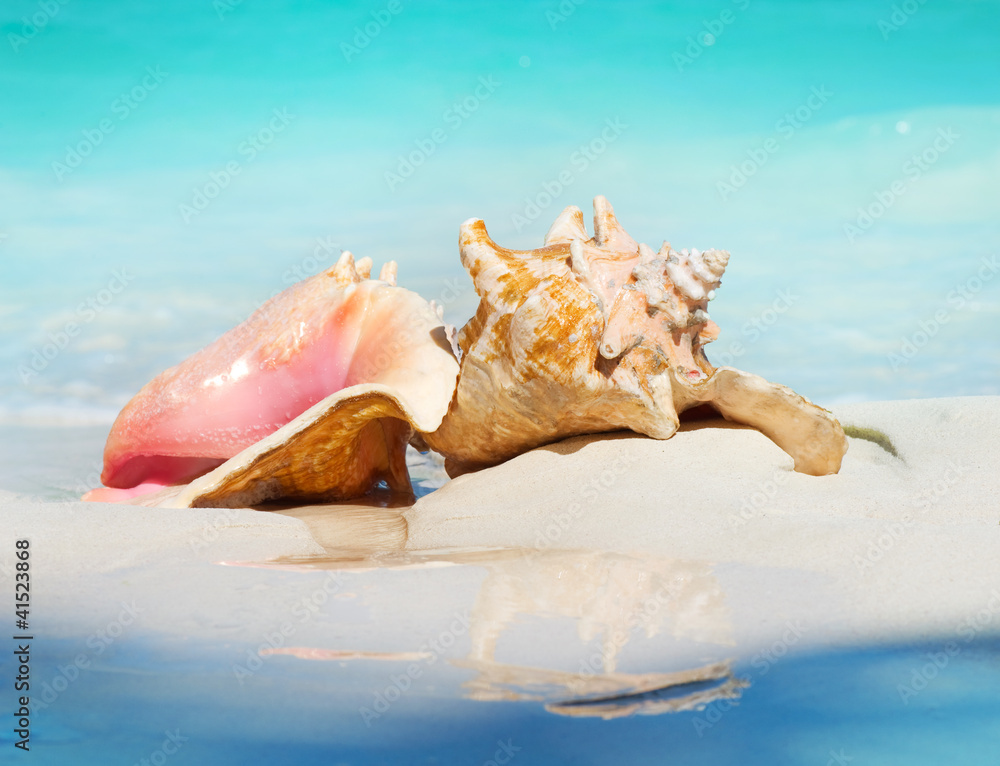加勒比海海滩沙滩上的海螺女王贝壳