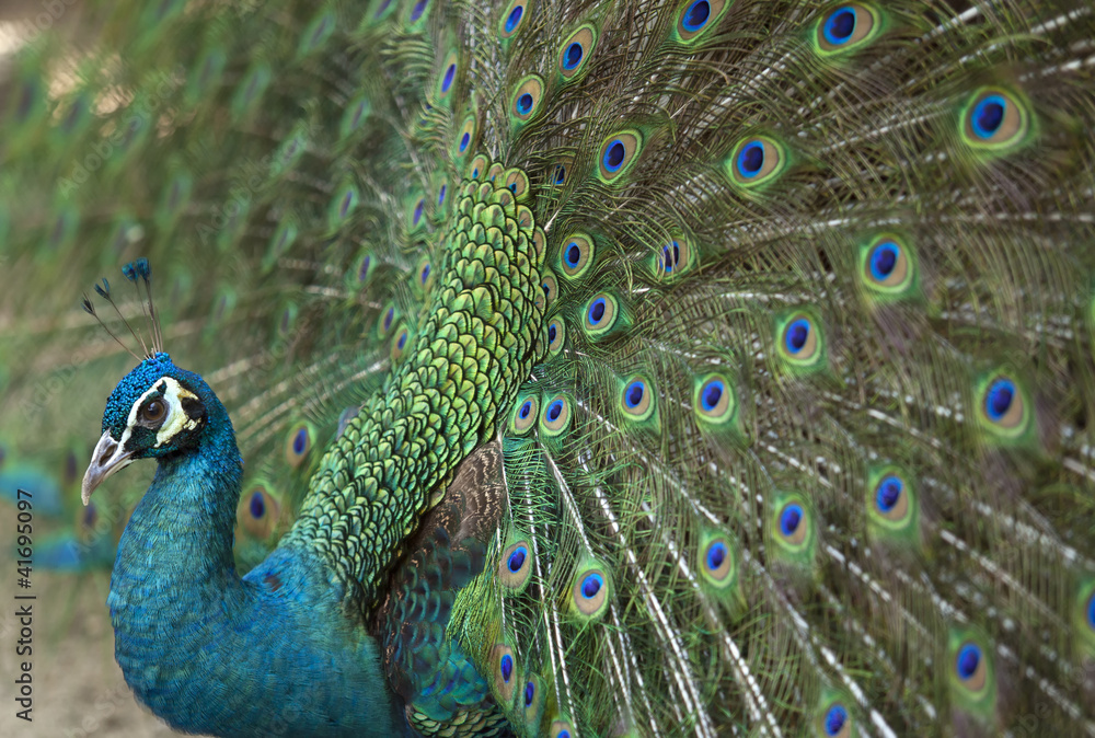 美丽的孔雀羽毛细节。