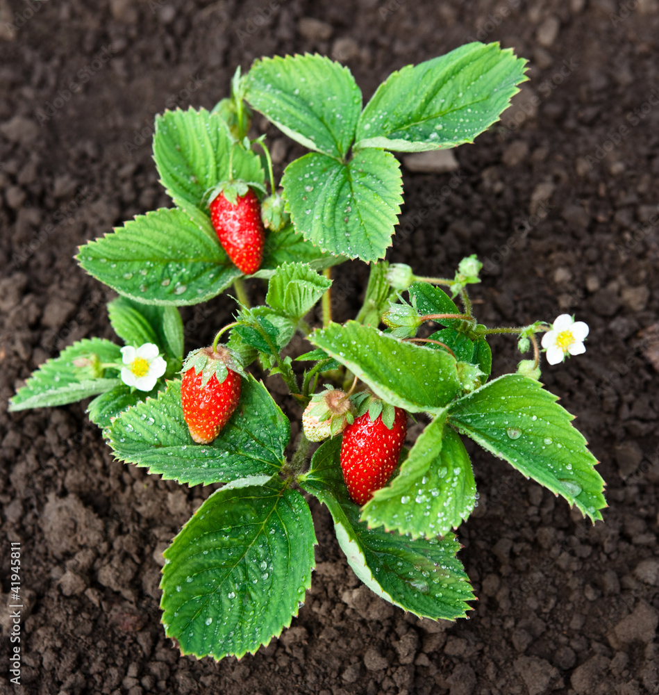 花园里的有机草莓