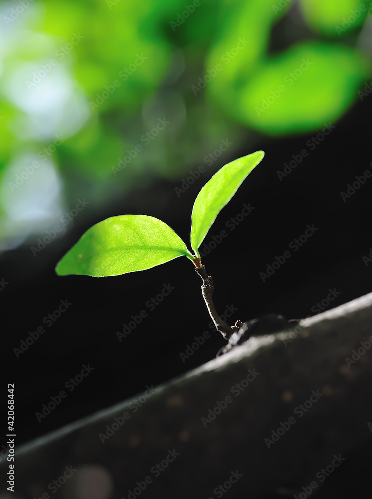 Young leaves growing from bud. nature background