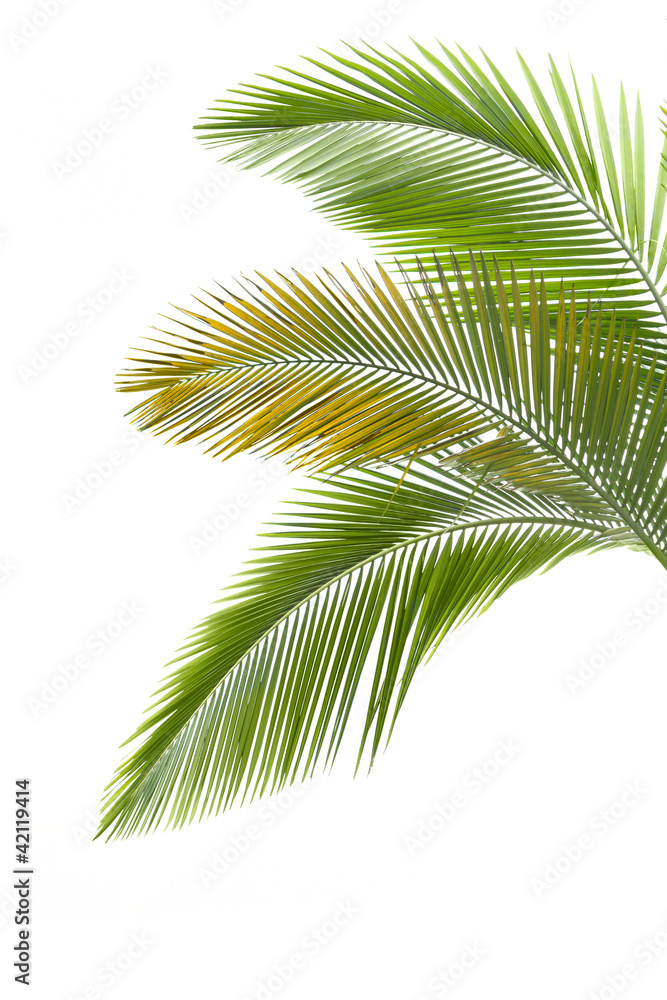 棕榈树的叶子