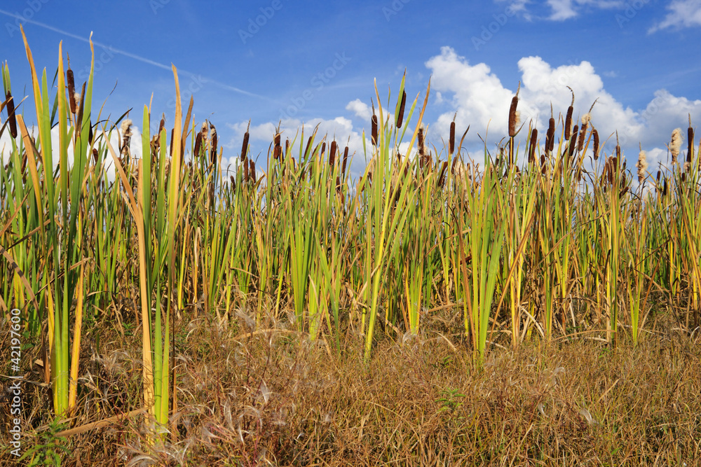 在蓝天的映衬下，沼泽地上的甘蔗丛