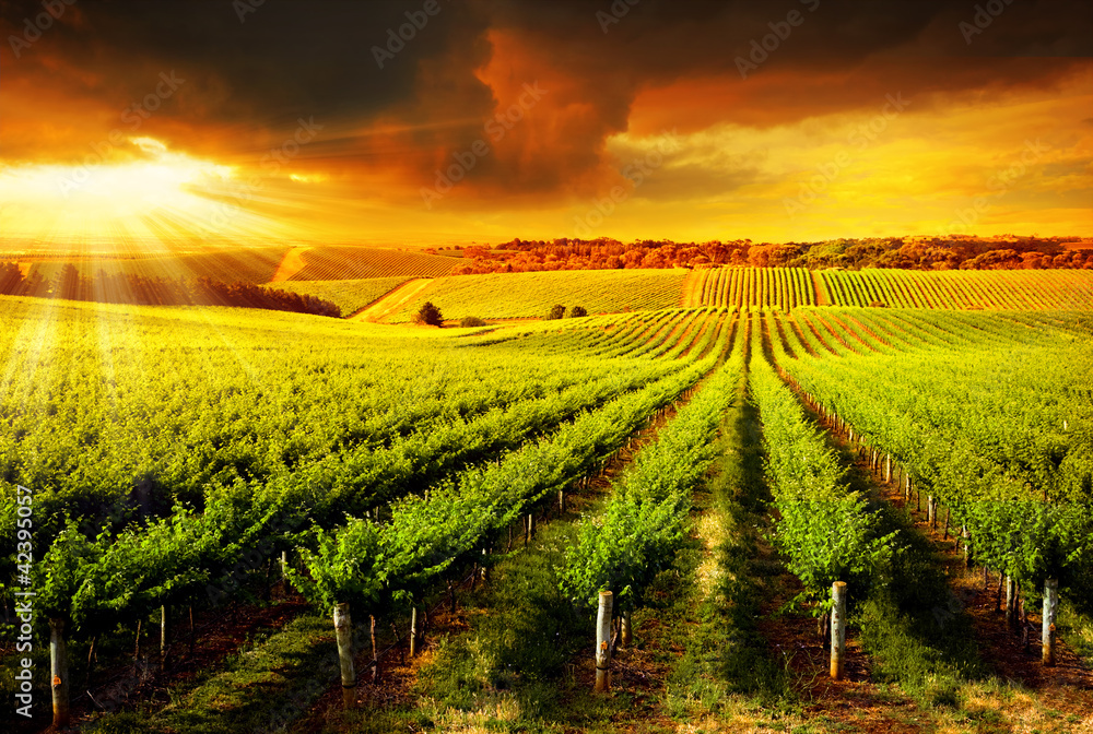 Stunning Vineyard Sunset