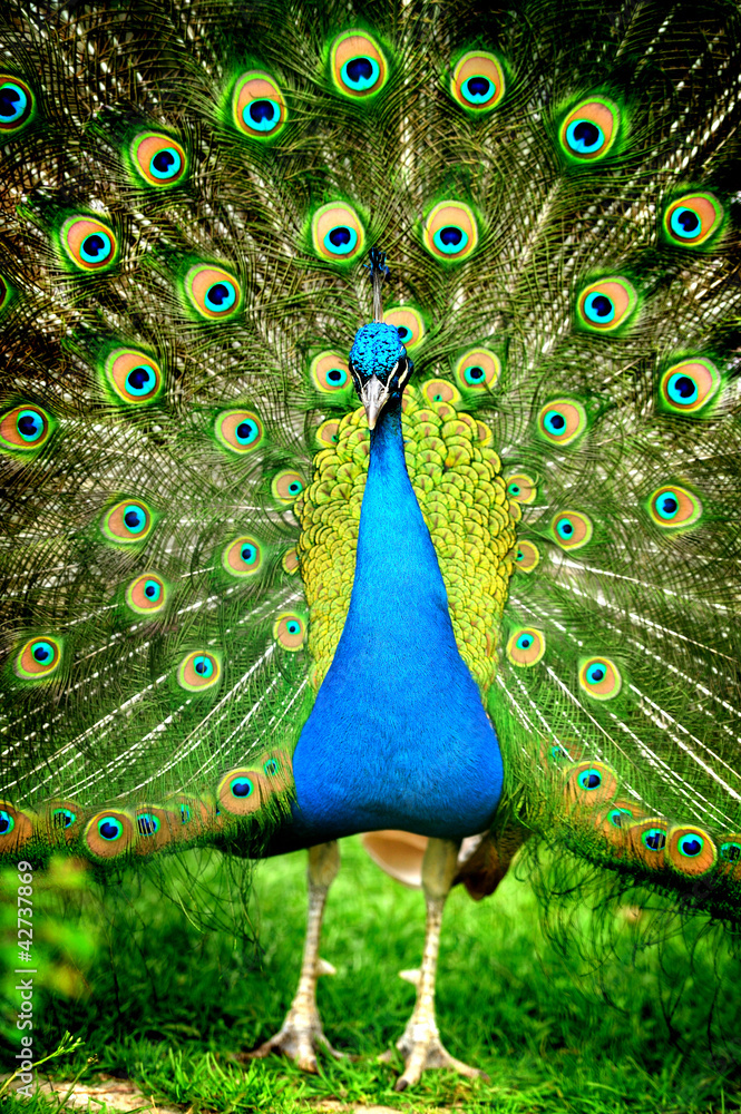 美丽的印度孔雀，尾巴呈扇形