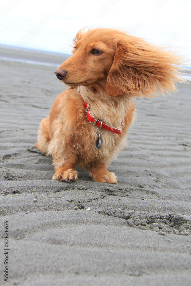 沙滩犬