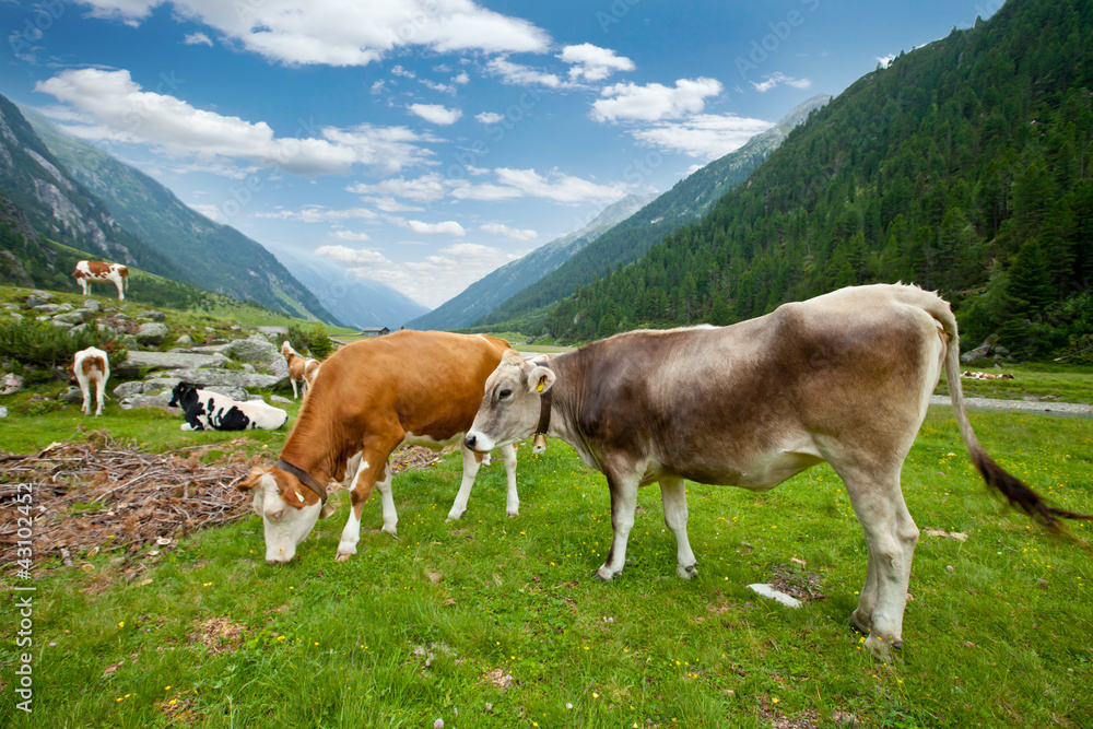 高山山谷中的牛群