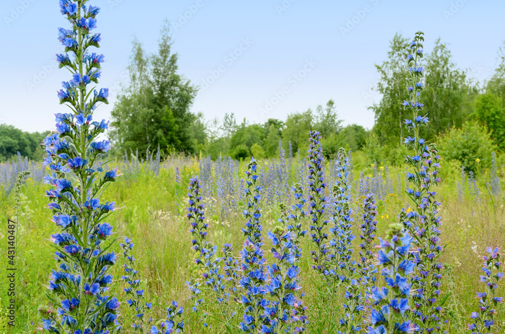 蓝色野花的田野