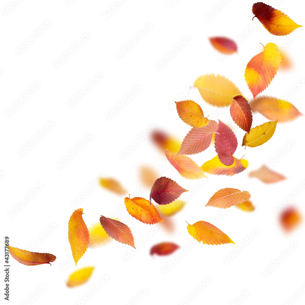 五彩缤纷的秋叶隔离在白色之上