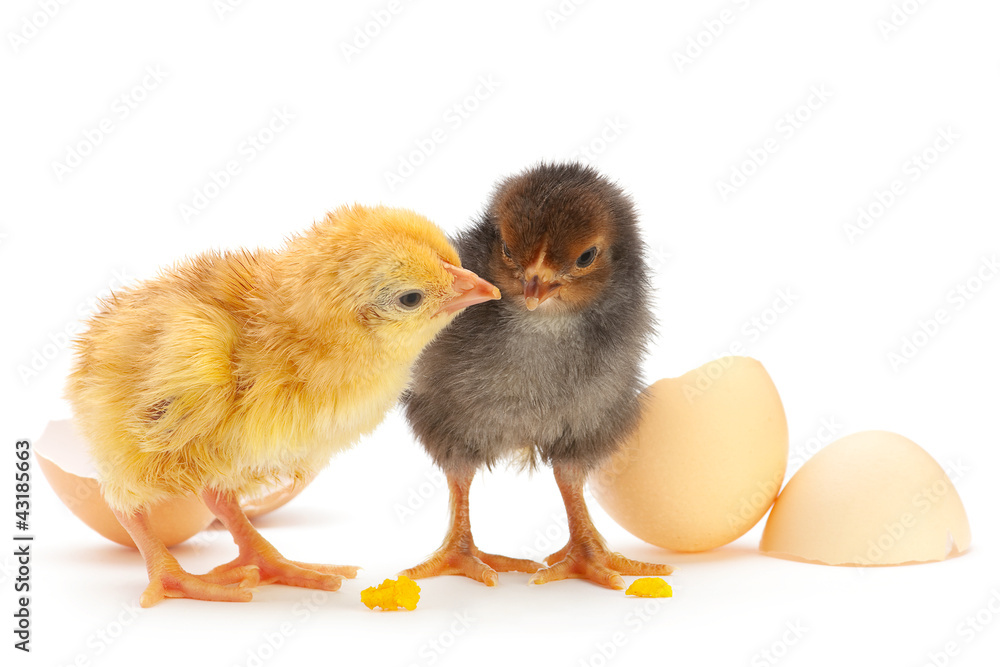 鸡蛋鸡