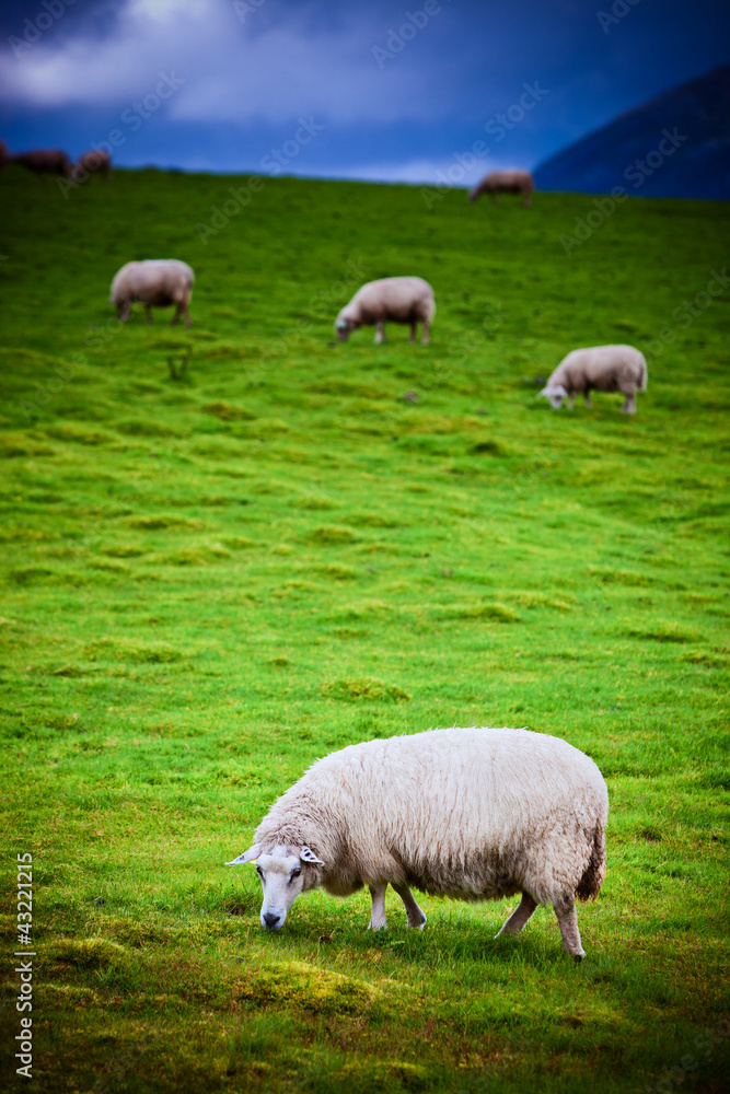 牧场上的绵羊