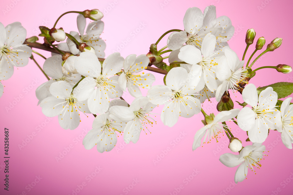开着春天白花的樱桃树枝