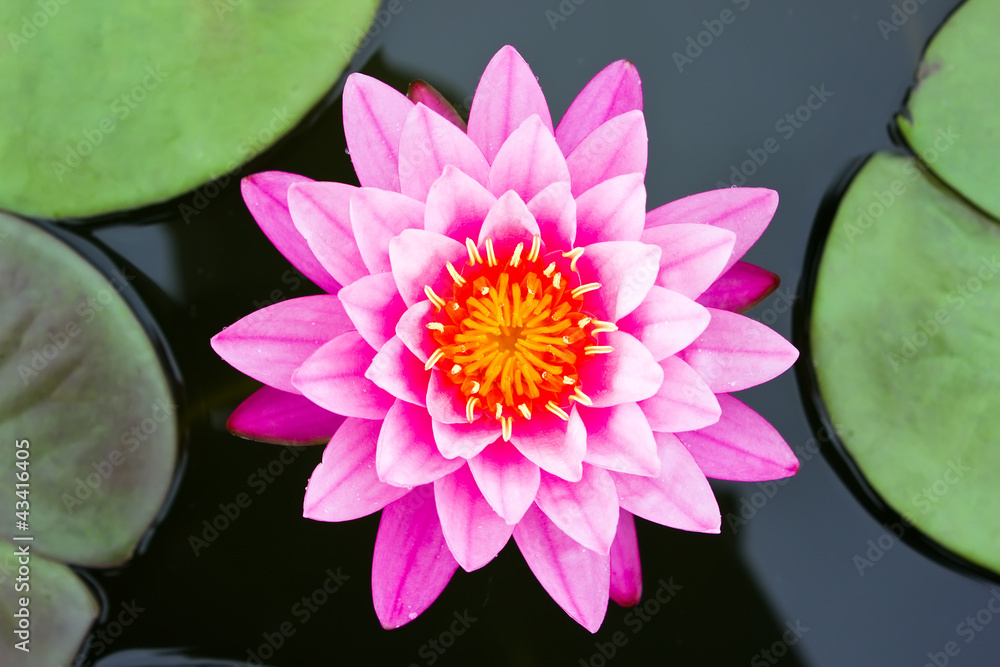池塘里的粉红色睡莲