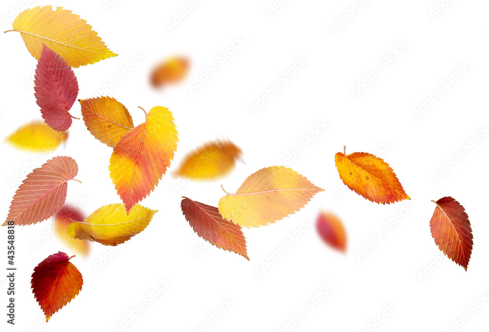 秋天的落叶在白色上飘落和旋转