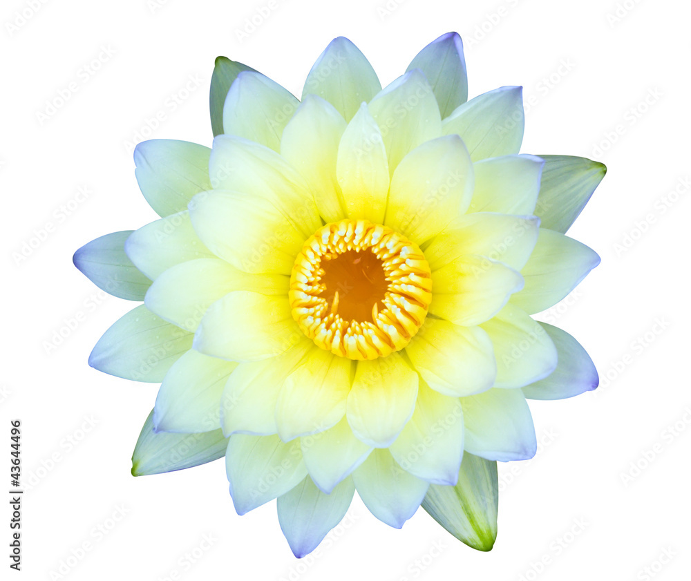 Yellow water lily isolated on white