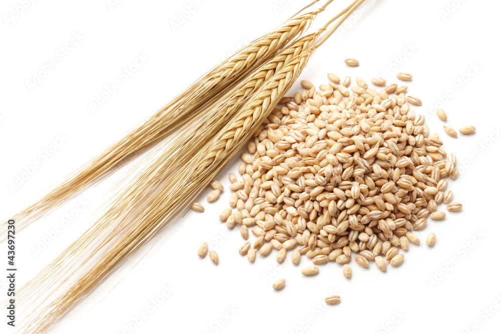 谷物大麦