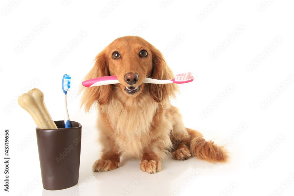 狗和牙刷