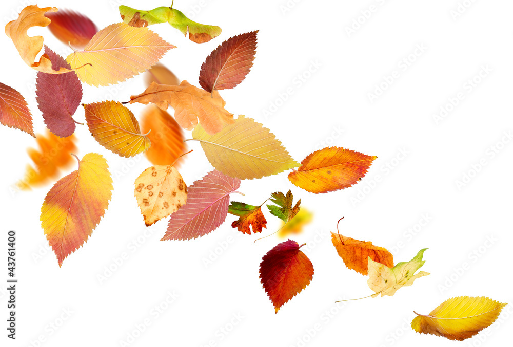 白色背景下不同的秋叶飘落