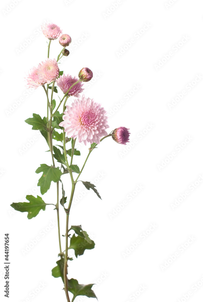 在白色背景下分离的粉红色菊花的分支