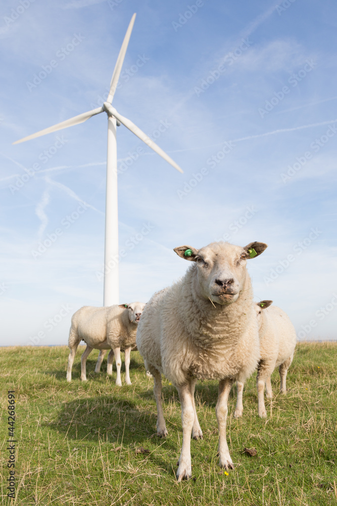 Windmill and sheep in the Netherlands