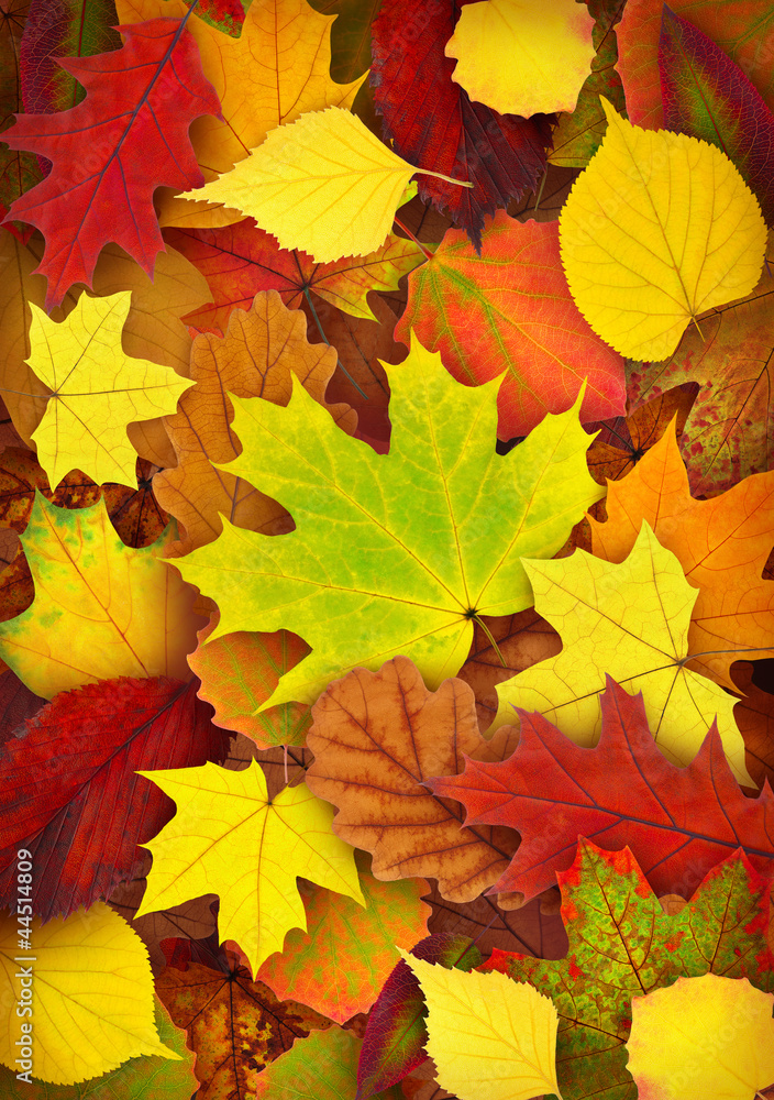 地上的树叶。五颜六色的秋叶背景