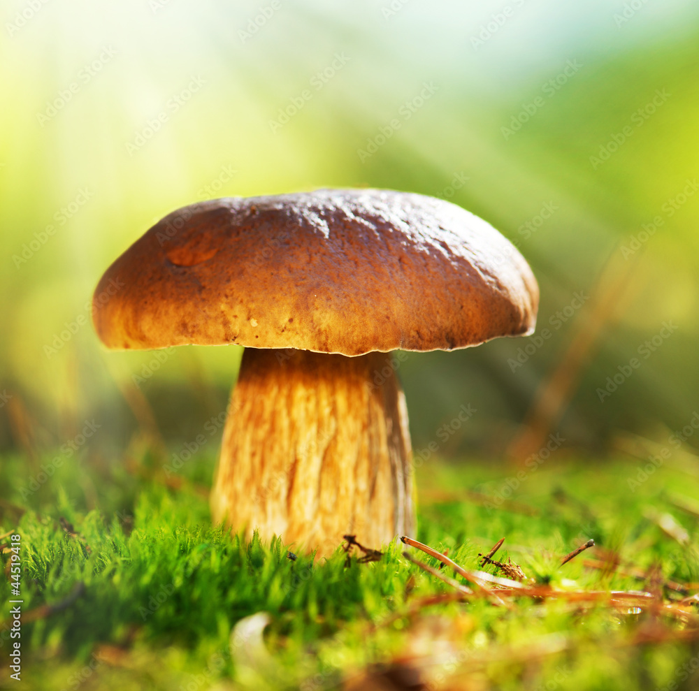 生长在秋林中的Cep蘑菇。牛肝菌