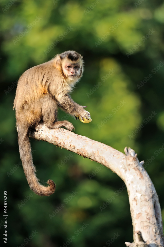 卷尾猴