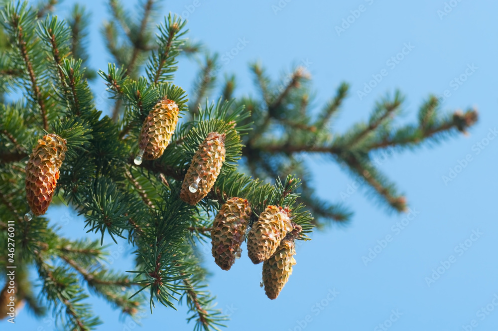 Spruce branches with cones