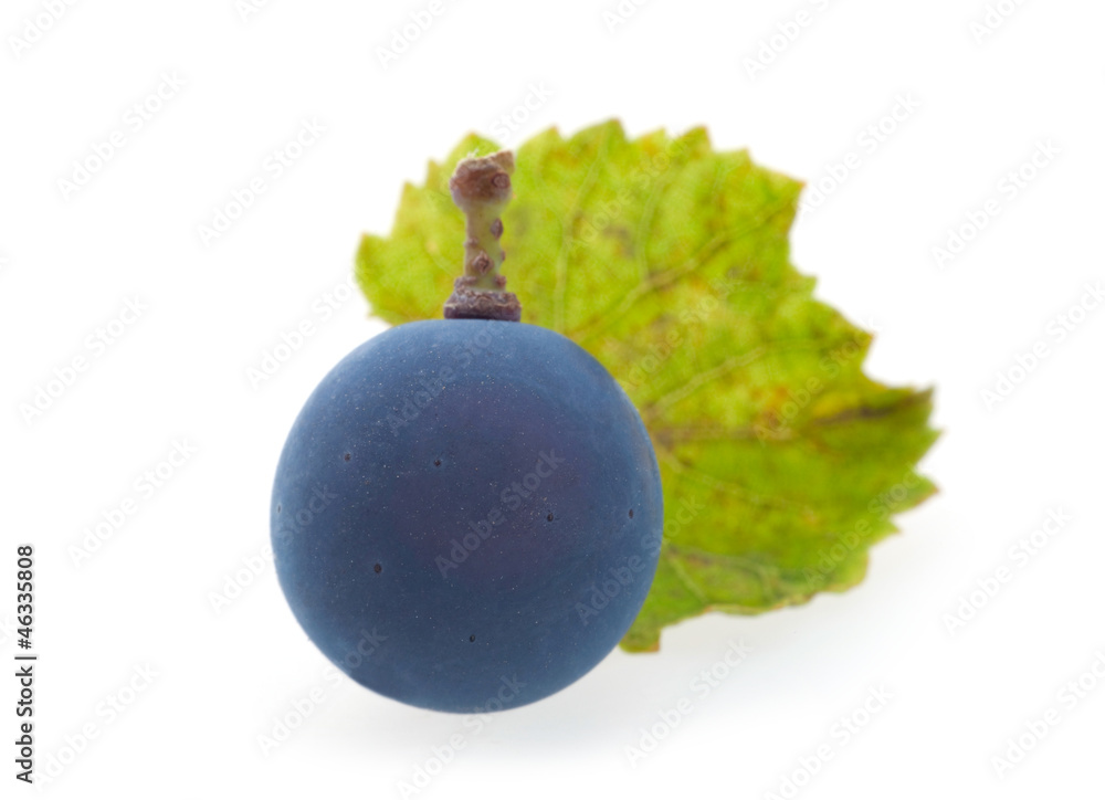 Berry blue grape
