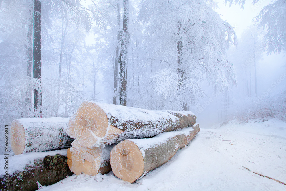 Snowy stack of timber