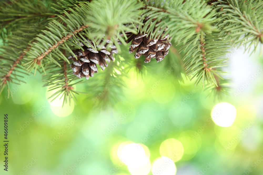 Fir branch on abstract lights background