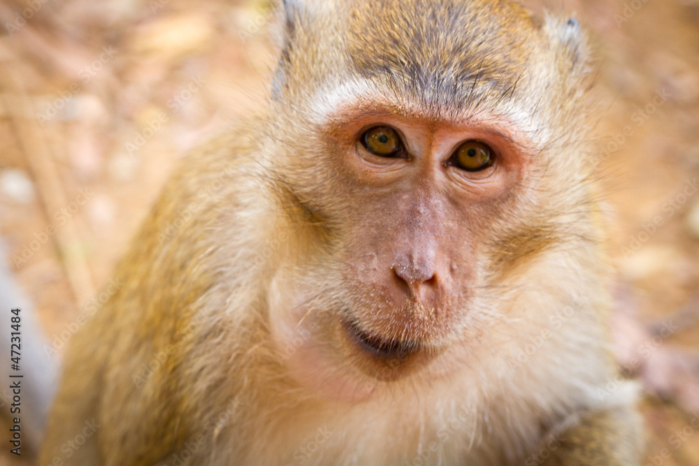 猕猴从泰国游客手中拿走香蕉