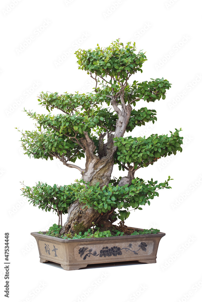 中国盆景树