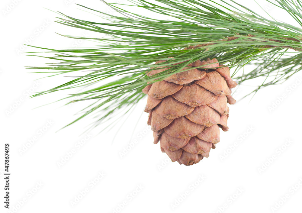 Cedar branch with cone on a white background