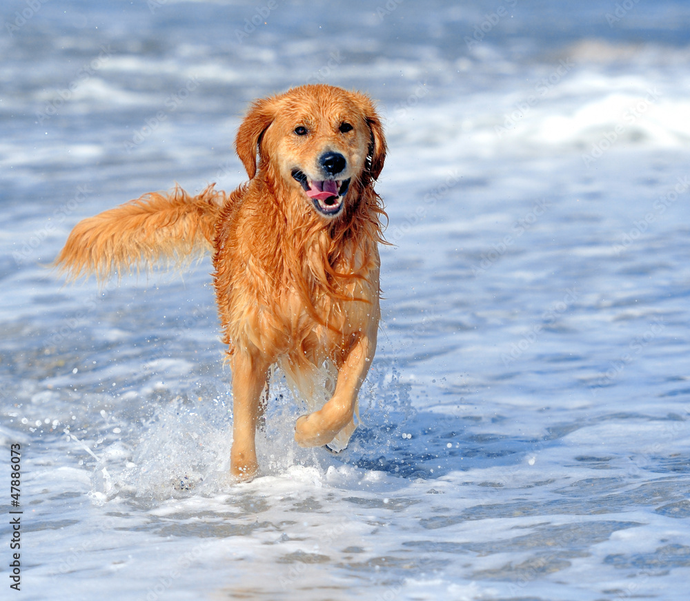 年轻的金毛寻回犬在海滩上奔跑