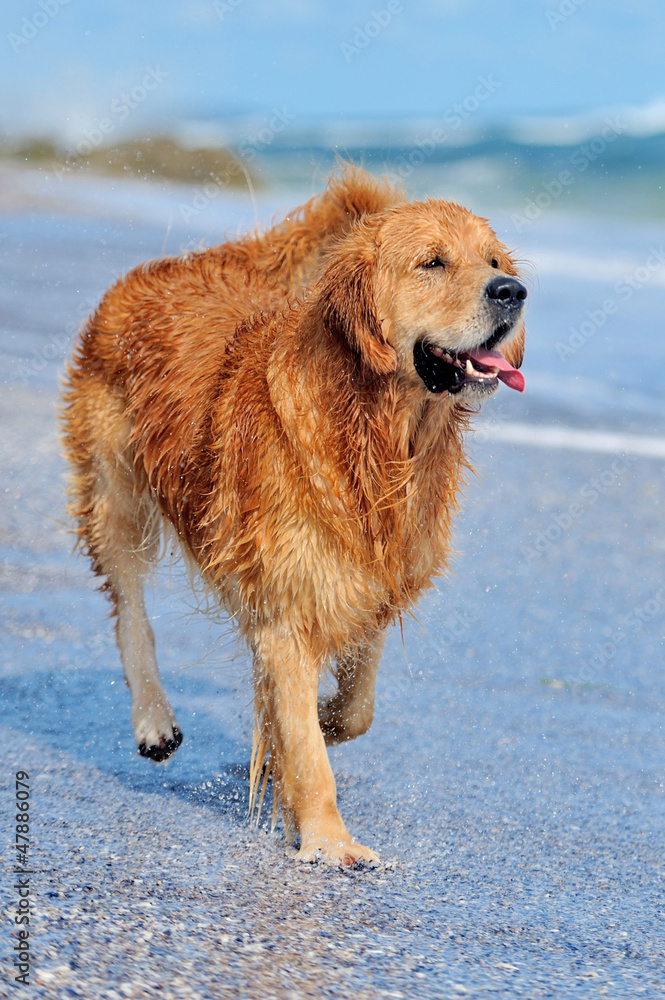 年轻的金毛寻回犬在海滩上奔跑