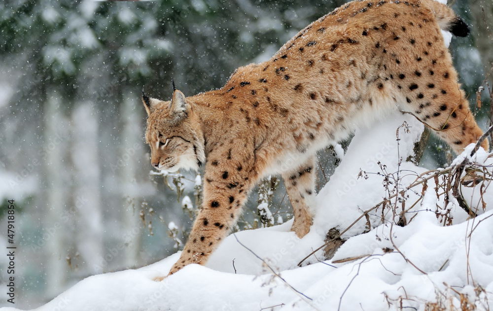 美丽的野生山猫在冬天