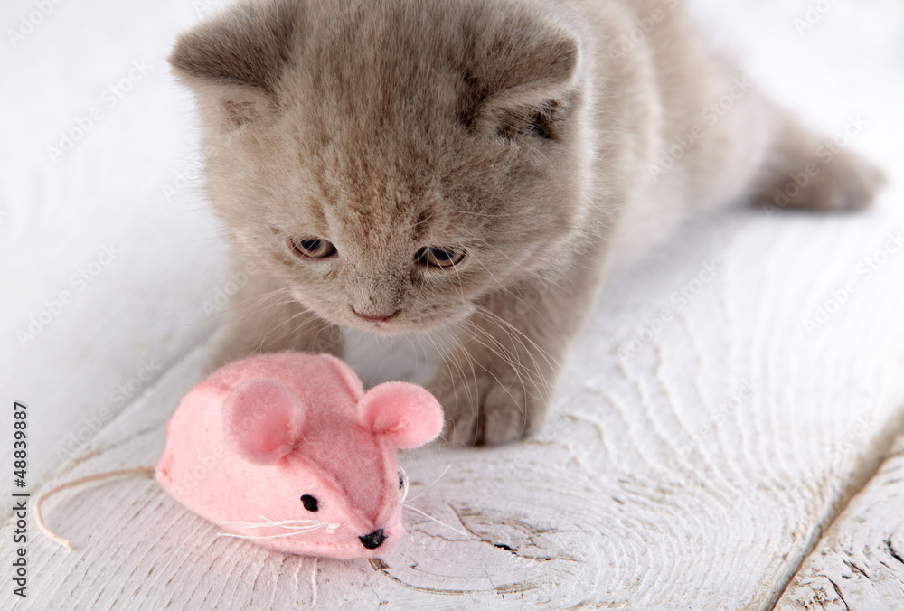 小猫和粉色老鼠