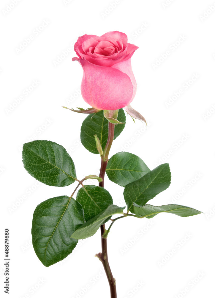 Entzückende Rose in rosa auf weiß