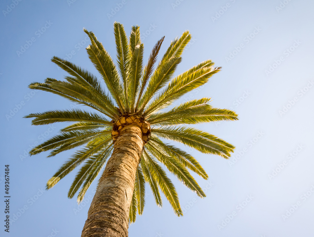 美丽的棕榈树，蓝天向阳