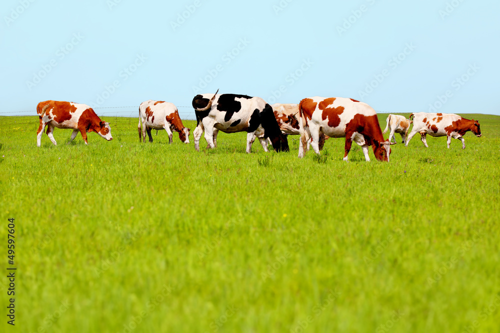 奶牛在牧场上吃草