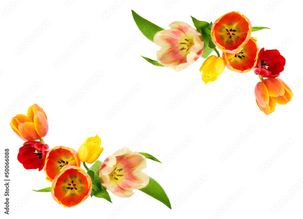 Rahmen或Verzierung aus Tulpen