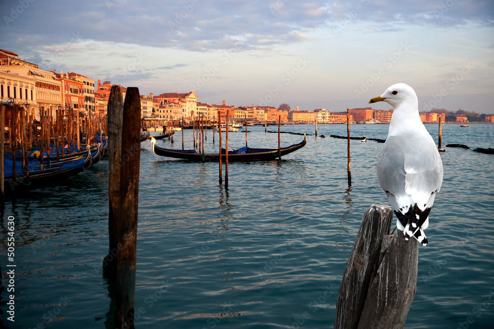 海鸥在威尼斯