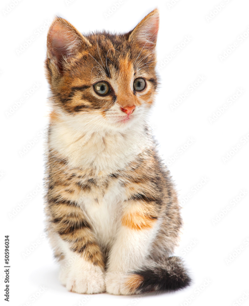 Young kitten on white